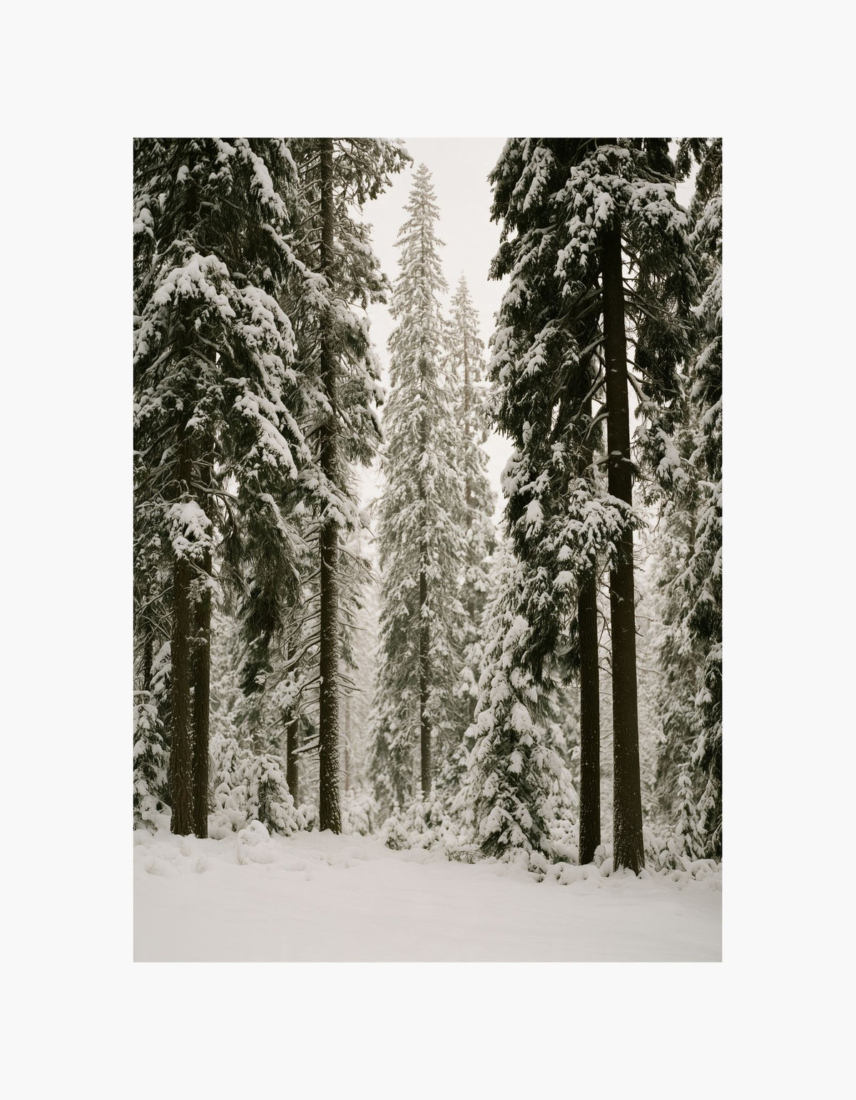 Forest in Snow Poster