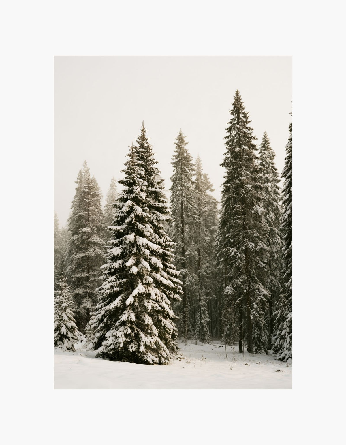 Snowy Pines Poster