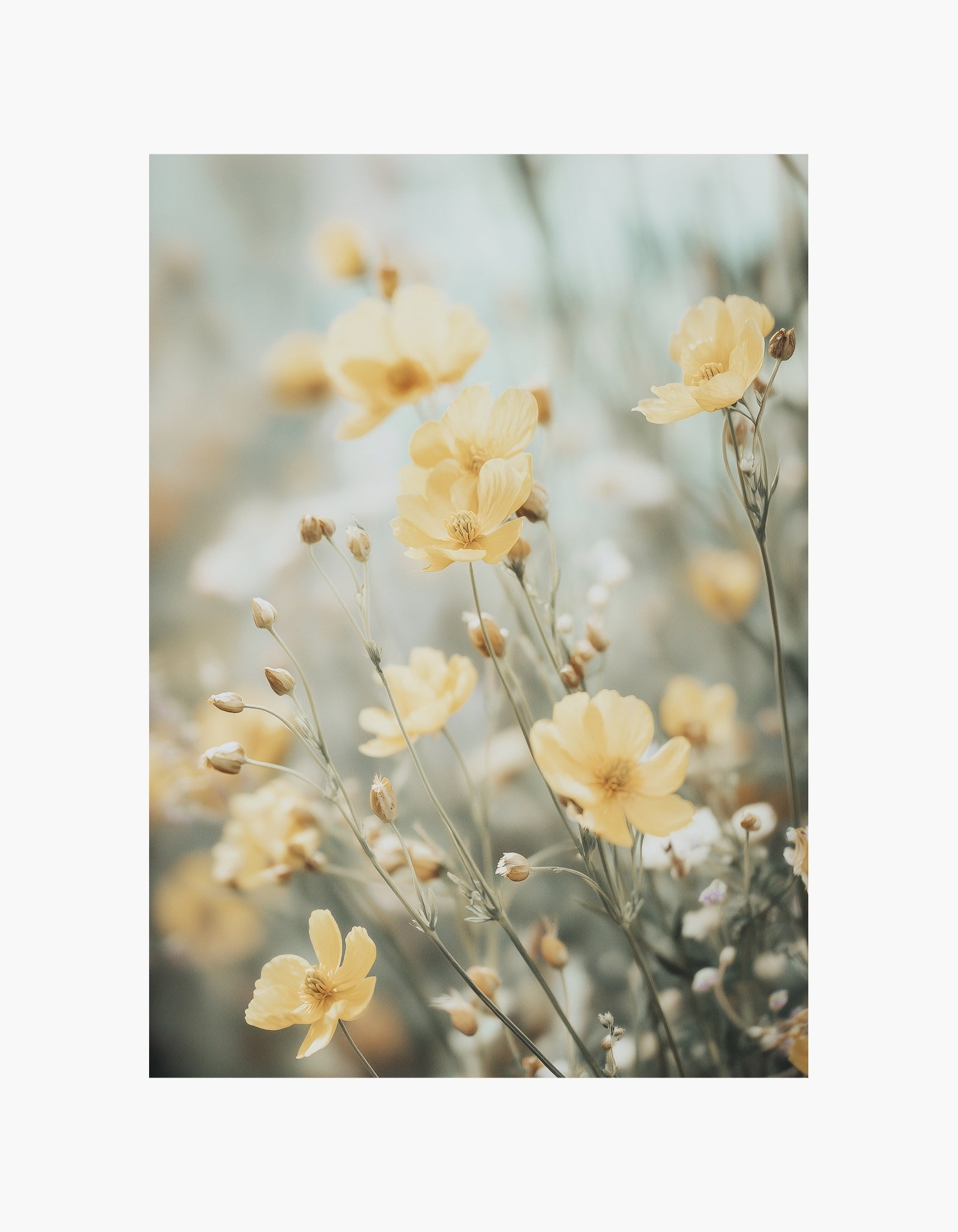 Plakat med gule vilde blomster